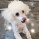 미니 & 바니 애견샵 | 26. 01. 13 두부, 똘이&amp;미니, 구름, 보리, 바니 용인애견호텔 (용인.동백.죽전.구성.광주.광교.분당...