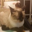 다락방고양이 이미지