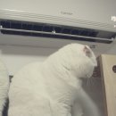 코코보노 고양이호텔 이미지