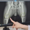 동탄시티동물의료센터 네이버블로그