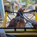 스위트로빈 | 발리에서 생긴 일 DAY2-4 (길리섬, 거북이포인트, 스노쿨링, 우붓, 전통시장쇼핑, 코코마트) 11월 발리...