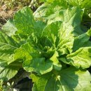 서여주세종영농조합법인 이미지