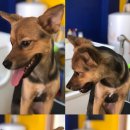 루루는포메 이미지