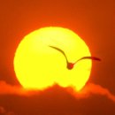 태양의 미소 이미지