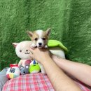 광주강아지분양 고양이분양 펫왕국 이미지