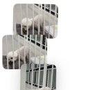 펫글뷰티 이미지