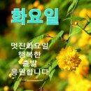 화요일 Daum카페