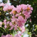 크루지아나 이미지