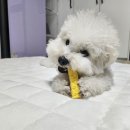 해든솔 | 반려견 치석제거 찐리얼 후기 보고가세요 정말 꿀템아닐까요?