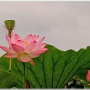 연꽃테마파크 이미지