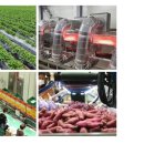 거산농장 | 해뜨온 25년햇고구마 호풍미 고구마, 진짜 꿀처럼 달아요