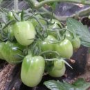 영애농장 이미지