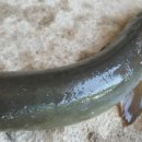 청풍낚시터 이미지