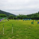 파트라슈반려견학교 이미지