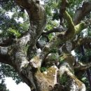 성읍리-6 이미지