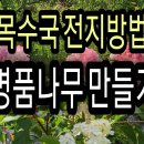 목수국 외목대로 키우기 이미지