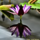 담마파다(Dhammapada 법구경 法句經) 8章 천가지의 장(Sahassa Vagga)