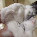태신유통 | [탈모예방샴푸] 태신TS샴푸를 부드럽게 사용해본 결이 다름의 후기