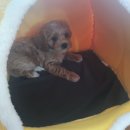 루비애견 이미지