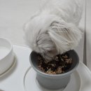 꼬르륵댕댕 이미지