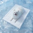 코오롱애견 이미지