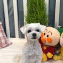 도그살롱바른핏 이미지