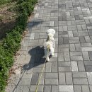 아로마 조향사 | 아로마테라피 프랑스 영화 향수(파리의 조향사) 후기