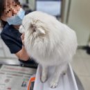 서울대동물종합병원 네이버블로그