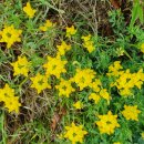 낙동강 따라 걷기22(금오서원-매학정일원-산호대교) 이미지