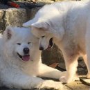 한국농장 이미지