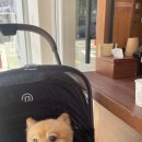 쩡아분식 이미지