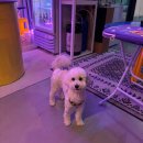 파라솔식당 | 성수 서울숲 맛집 반려동물 동반 가능 식당 워킹 파라솔 반려동물 동반 후기 및 점심 저녁 메뉴