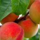 해피메이트 이미지