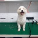 아리 동물병원 이미지