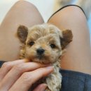 라네쥬 독(Laneige.dog) 이미지