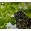 라파밀리아 이미지