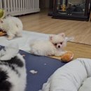 ch po love 이미지