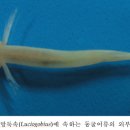 제주 용천동굴 이미지