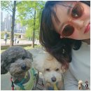 부흥로 메타세콰이아길 | 경기도 근방 강아지 산책 명소 추천 반려견과 함께 떠나는 힐링 코스 4곳