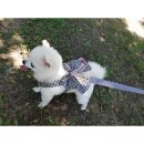 사랑하개 이미지