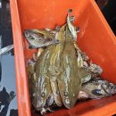 [인천연안부두] 초보 우럭 남항 배낚시 조황 &#34;반가워호&#34;후기