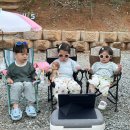 트리팜 관광농원 이미지