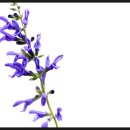 코스모스가든 이미지