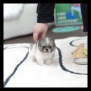 유앤미펫 강아지분양 고양이분양 용인점 이미지