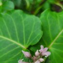 선흘 정원 이미지