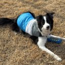 탑플라이트 | 파주 대형견 호텔 추천｜보더콜리 맡기고 마음 편했던 넓은 운동장 24시간 밀착관리 탑플라이트 애견호텔