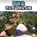 아이바오 푸짐하다 이미지