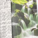 삼씨 파종중 나온 산양삼 발송 이미지