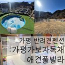 가평가보자독채애견풀빌라수영장 이미지