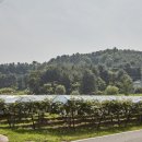 포도향이흐르는마을 이미지